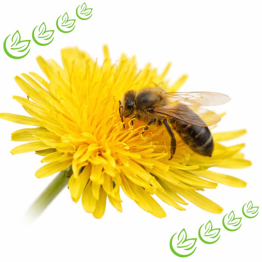 Bienenwachs gelb BIO